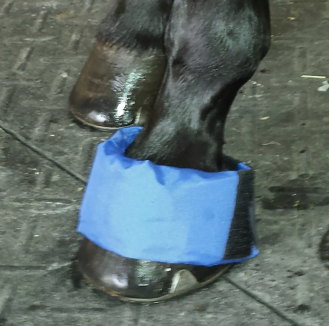 EZ Ice Hoof/Founder Ice Therapy Pack for Horses